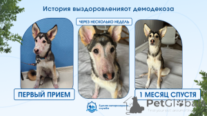 Photo №1. Veterinarian Services in the city of Yekaterinburg. Price - negotiated. Announcement № 173766