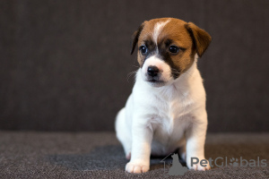 Photo №2 to announcement № 17623 for the sale of jack russell terrier - buy in Belarus from nursery