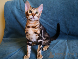 Additional photos: Bengal kittens as pets