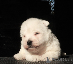 Photo №3. West Highland White Terrier puppies girls. Russian Federation