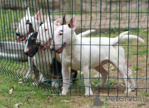 Additional photos: Mini bull terriers