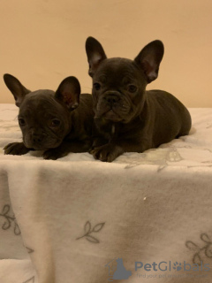 Photo №4. I will sell french bulldog in the city of Амерсфоорт. private announcement, breeder - price - 317$