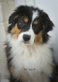 Photo №4. I will sell australian shepherd in the city of Barnaul. private announcement - price - Negotiated