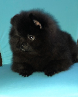 Photo №2 to announcement № 4972 for the sale of pomeranian - buy in Russian Federation from nursery