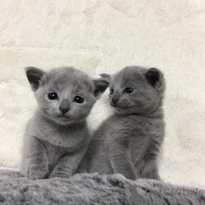 Photo №2 to announcement № 135881 for the sale of russian blue - buy in United States 