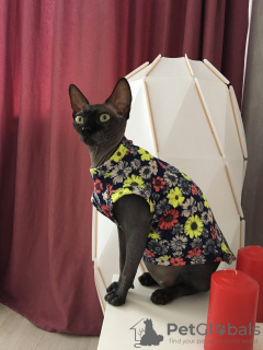 Photo №1. clothes for sphinx cats in the city of Москва. Price - 15$. Announcement № 7466