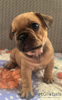 Photo №2 to announcement № 133053 for the sale of french bulldog - buy in Russian Federation private announcement