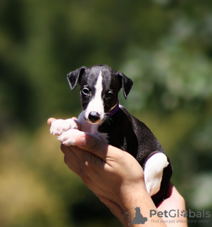 Photo №1. whippet - for sale in the city of Belgrade | negotiated | Announcement № 112894