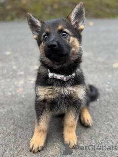 Photo №3. German Shepherd Puppies for Sale Excellent Temperament & Protection Instincts. Germany