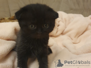 Photo №4. I will sell scottish fold in the city of Москва. private announcement - price - 70$