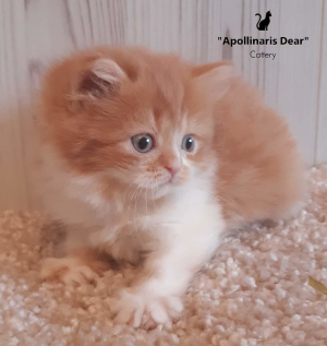 Photo №2 to announcement № 5895 for the sale of british longhair - buy in Russian Federation from nursery, breeder