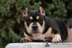 Photo №4. I will sell american bully in the city of Rostov-on-Don. breeder - price - negotiated