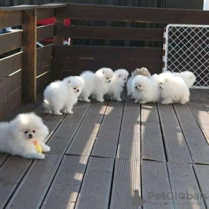 Photo №2 to announcement № 129803 for the sale of pomeranian - buy in Germany private announcement