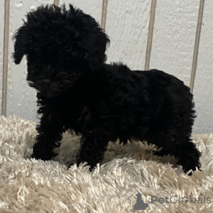 Photo №1. poodle (toy) - for sale in the city of Glasgow | 413$ | Announcement № 163915