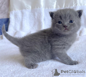 Photo №2 to announcement № 104279 for the sale of british shorthair - buy in Germany private announcement