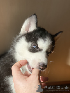 Photo №1. siberian husky - for sale in the city of Очаков | negotiated | Announcement № 9455
