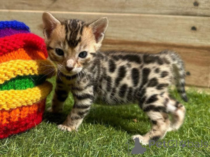 Photo №4. I will sell bengal cat in the city of ANSUBRG.  - price - 413$