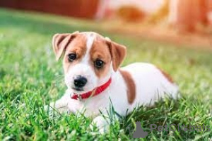 Photo №1. jack russell terrier - for sale in the city of Brokdorf | negotiated | Announcement № 174704