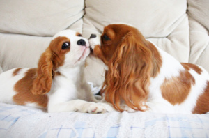 Photo №3. Cavalier King Charles Spaniel Puppies. Ukraine