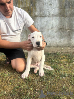 Additional photos: Dogo Argentino puppies