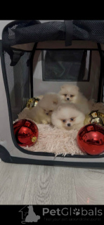 Photo №1.  - for sale in the city of Novi bečej | 516$ | Announcement № 160867