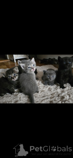 Photo №1. siamese cat - for sale in the city of Carouge | 671$ | Announcement № 152172