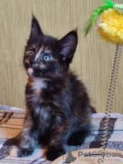 Photo №2 to announcement № 63371 for the sale of maine coon - buy in Russian Federation private announcement
