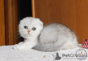 Photo №1. scottish fold - for sale in the city of Kamenskoe | 900$ | Announcement № 22374