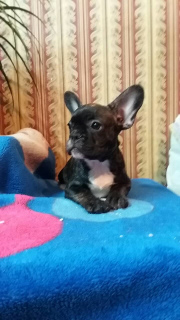 Photo №2 to announcement № 4687 for the sale of french bulldog - buy in Ukraine private announcement