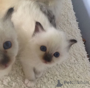 Photo №1. birman - for sale in the city of Boom | 310$ | Announcement № 172841