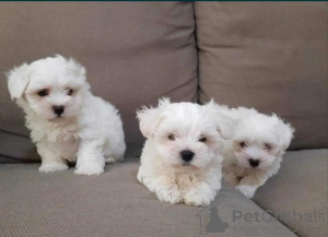 Photo №1. maltese dog - for sale in the city of Vienna | negotiated | Announcement № 40429