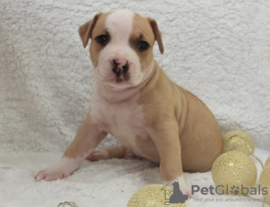 Photo №3. American Staffordshire Terrier puppies. Belarus