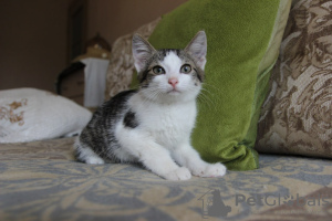 Additional photos: A charming tabby kitten boy is looking for a home and a loving family!