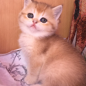 Photo №1. british shorthair - for sale in the city of Ялта | negotiated | Announcement № 6089