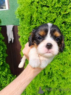 Photo №4. I will sell english cocker spaniel, cavalier king charles spaniel, cavalier king charles spaniel, clumber spaniel, russian spaniel, tibetan spaniel in the city of Tallinn. private announcement, from nursery, breeder - price - 1135$
