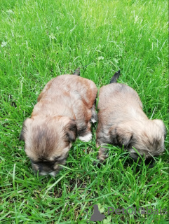 Additional photos: Shork puppies looking for a new home.