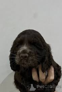 Photo №4. I will sell english cocker spaniel in the city of Helsinki. private announcement, breeder - price - 723$