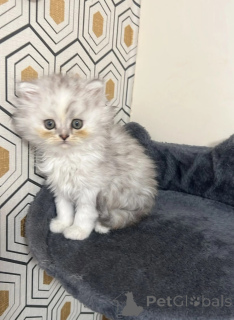 Photo №1. persian cat - for sale in the city of Hagenow | 450$ | Announcement № 173922