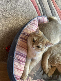 Photo №2 to announcement № 158620 for the sale of british shorthair - buy in Belgium private announcement
