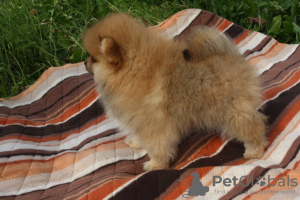 Photo №2 to announcement № 7191 for the sale of german spitz - buy in Russian Federation breeder