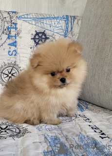 Photo №2 to announcement № 46382 for the sale of pomeranian - buy in Belarus private announcement