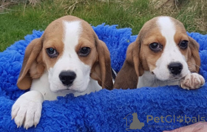 Photo №3. Schattige driekleurige beagle-puppy's voor herplaatsing. Netherlands