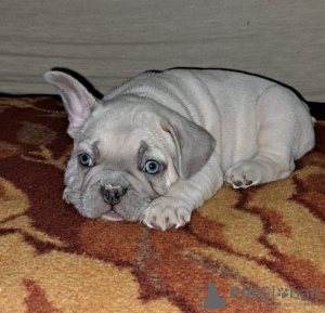 Photo №4. I will sell french bulldog in the city of Belgrade.  - price - negotiated