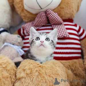 Photo №4. I will sell munchkin in the city of Ohio. breeder - price - 300$