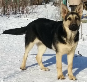 Photo №1. east-european shepherd - for sale in the city of Москва | negotiated | Announcement № 6062