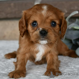 Photo №4. I will sell cavalier king charles spaniel in the city of Salvador. private announcement - price - 295$