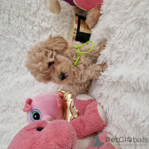 Additional photos: Maltipoo fb1 BellaQueen