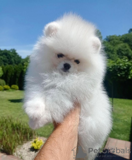 Photo №1. pomeranian - for sale in the city of Франкфурт-на-Майне | 350$ | Announcement № 111676