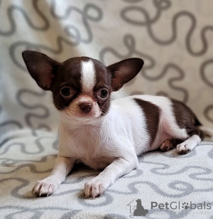 Photo №1. chihuahua - for sale in the city of Darmstadt | 400$ | Announcement № 155520
