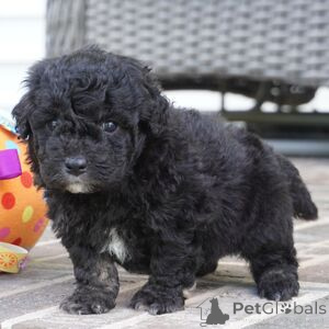 Photo №1. non-pedigree dogs - for sale in the city of Augsburg | 282$ | Announcement № 151417